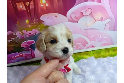 販売中の神奈川県のミックス犬-386699の5枚目