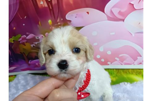 販売中の神奈川県のミックス犬-386699の4枚目