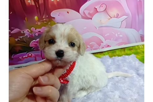 販売中の神奈川県のミックス犬-386699