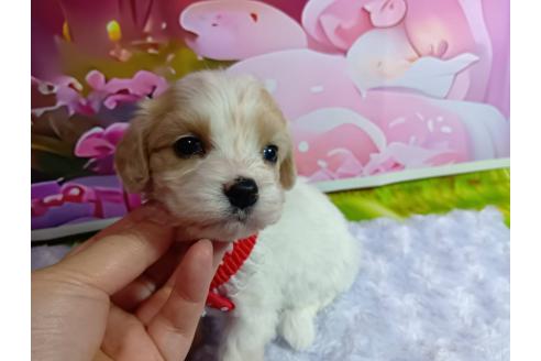 販売中の神奈川県のミックス犬-386699の2枚目