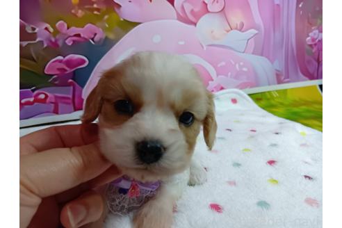 販売中の神奈川県のミックス犬-386701の17枚目