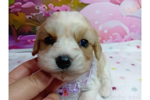 販売中の神奈川県のミックス犬-386701の16枚目