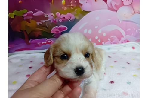 販売中の神奈川県のミックス犬-386701の15枚目