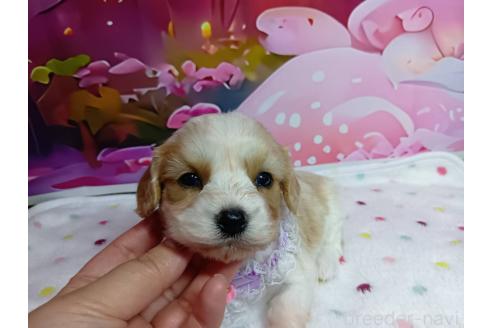 販売中の神奈川県のミックス犬-386701の14枚目