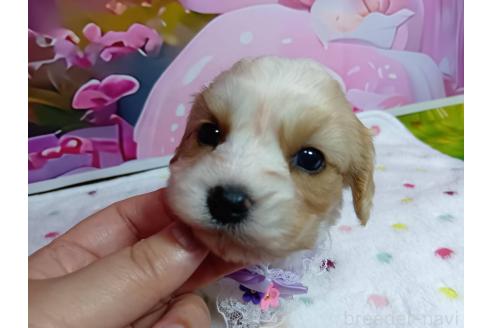 販売中の神奈川県のミックス犬-386701の13枚目