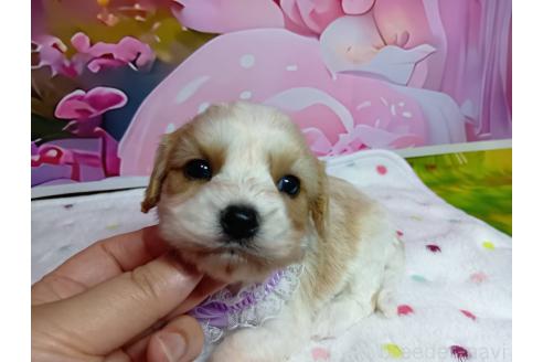 販売中の神奈川県のミックス犬-386701の12枚目