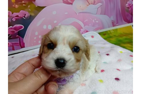 販売中の神奈川県のミックス犬-386701の11枚目