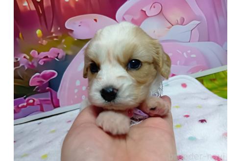 販売中の神奈川県のミックス犬-386701の10枚目