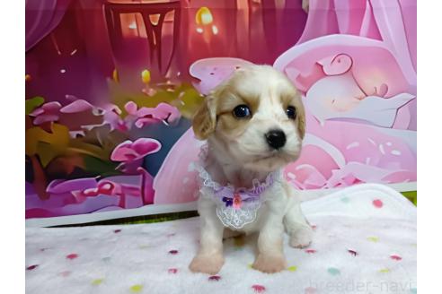 販売中の神奈川県のミックス犬-386701の9枚目