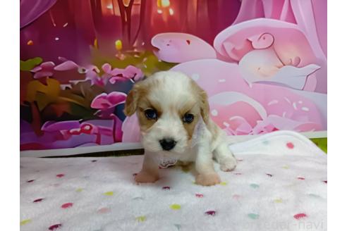 販売中の神奈川県のミックス犬-386701の8枚目