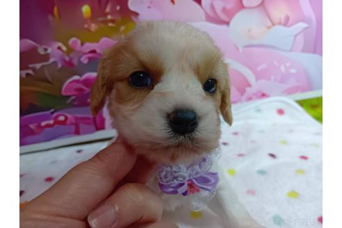 販売中の神奈川県のミックス犬-386701の7枚目