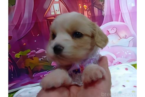 販売中の神奈川県のミックス犬-386701の6枚目