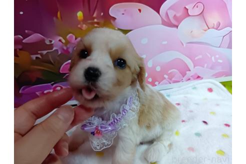 販売中の神奈川県のミックス犬-386701の1枚目