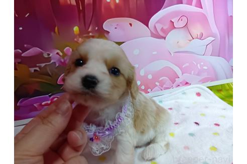販売中の神奈川県のミックス犬-386701の4枚目