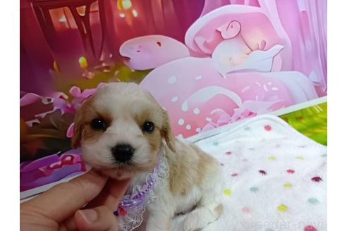 販売中の神奈川県のミックス犬-386701の3枚目