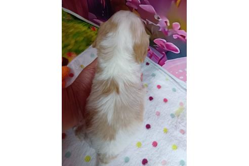 販売中の神奈川県のミックス犬-386701の2枚目