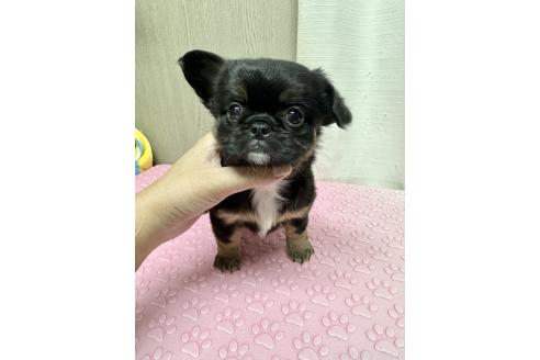 成約済の福島県のミックス犬-385512の11枚目