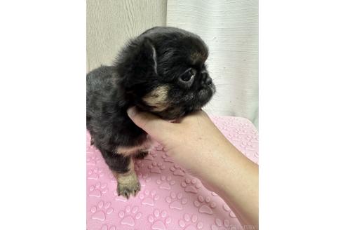 成約済の福島県のミックス犬-385512の10枚目