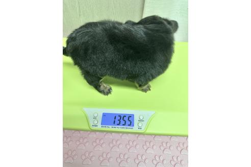 成約済の福島県のミックス犬-385512の9枚目