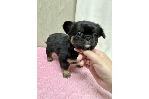 成約済の福島県のミックス犬-385512の8枚目