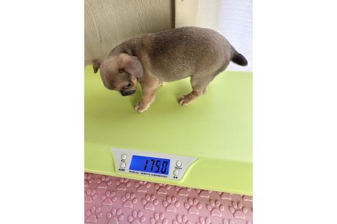 成約済の福島県のミックス犬-385507の2枚目