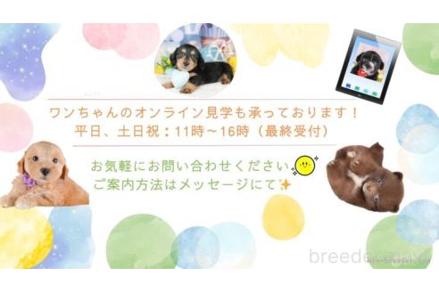 販売中の東京都のトイプードル-386704の2枚目