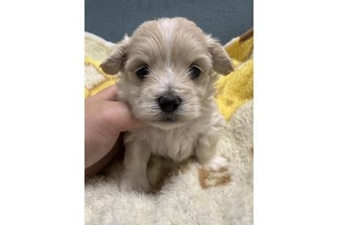販売中の岡山県のマルプー:マルチーズ×トイプードル-386705の1枚目