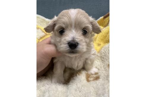 販売中の岡山県のマルプー:マルチーズ×トイプードル-386705の6枚目