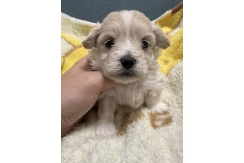 販売中の岡山県のマルプー:マルチーズ×トイプードル-386705の5枚目
