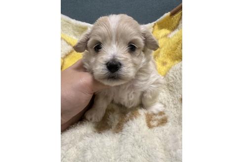 販売中の岡山県のマルプー:マルチーズ×トイプードル-386705の4枚目