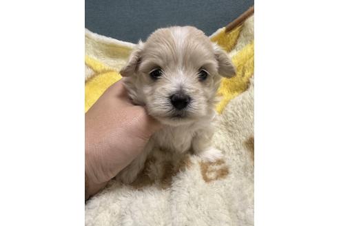 販売中の岡山県のマルプー:マルチーズ×トイプードル-386705の2枚目