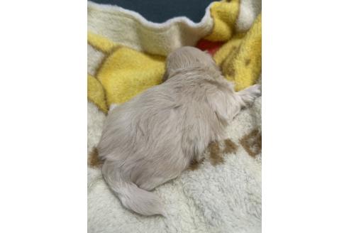 販売中の岡山県のマルプー:マルチーズ×トイプードル-386708の3枚目