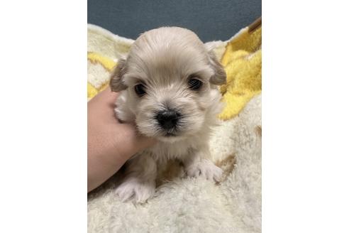 販売中の岡山県のマルプー:マルチーズ×トイプードル-386708の2枚目