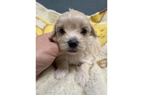 販売中の岡山県のマルプー:マルチーズ×トイプードル-386709の6枚目