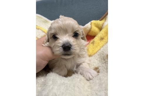 販売中の岡山県のマルプー:マルチーズ×トイプードル-386709の4枚目