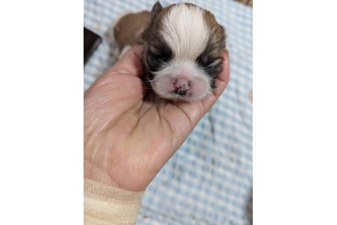 販売中の神奈川県のシーズー-386711の1枚目