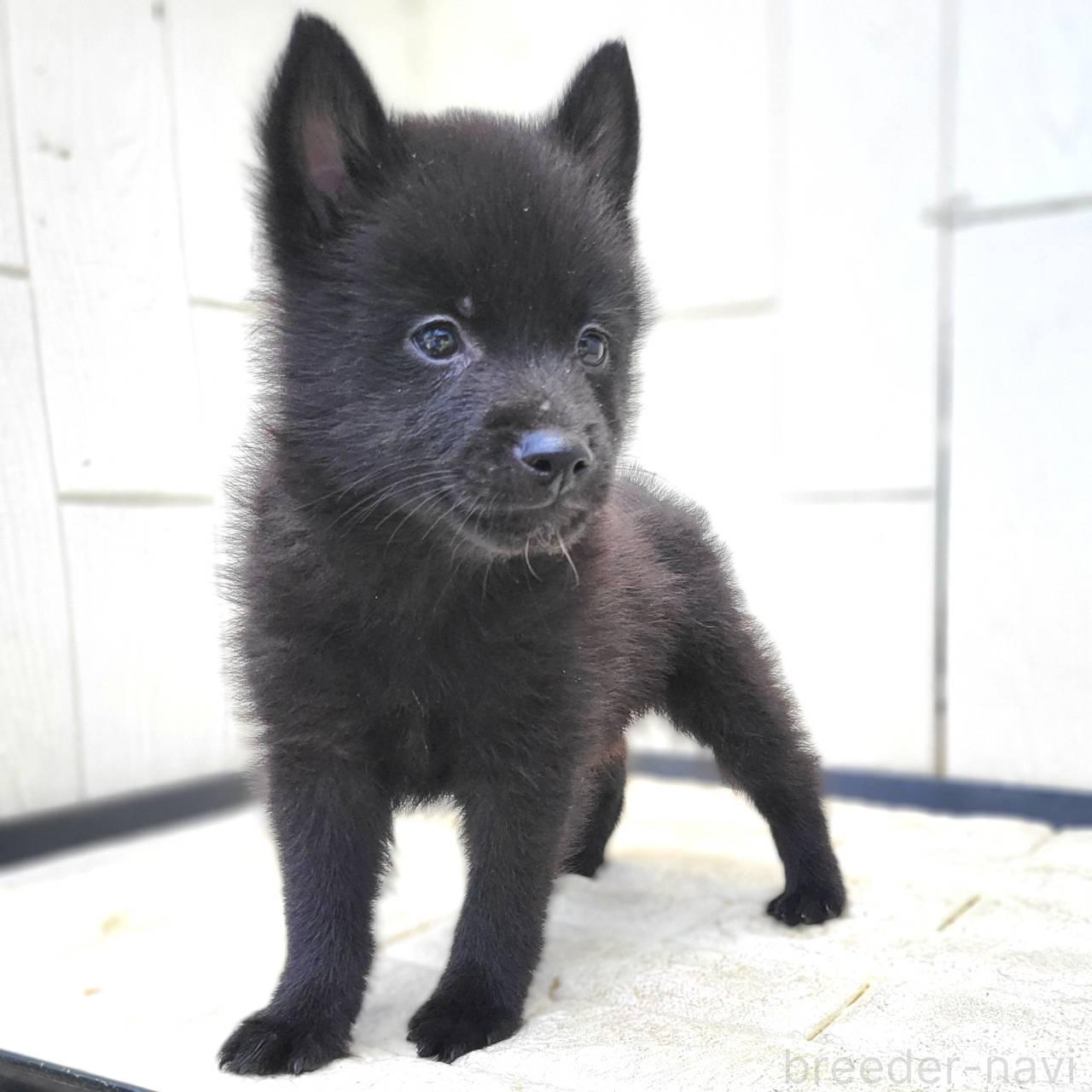 成約済の茨城県のスキッパーキ-382797の1枚目