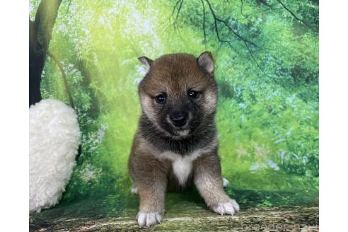 成約済の福岡県の豆柴-382548の6枚目
