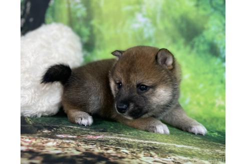 成約済の福岡県の豆柴-382548の5枚目