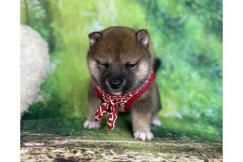 成約済の福岡県の豆柴-382548の4枚目