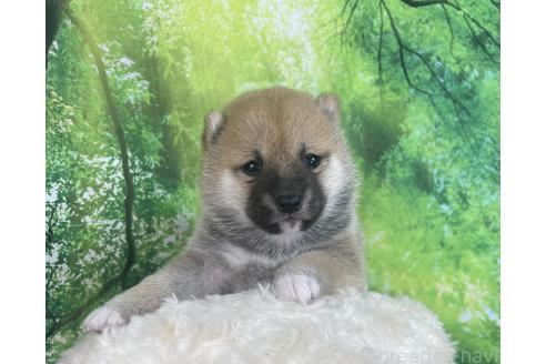 成約済の福岡県の豆柴-385561の14枚目