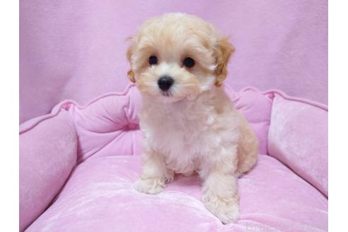 成約済の埼玉県のマルプー:マルチーズ×トイプードル-383747の2枚目