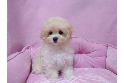 成約済の埼玉県のマルプー:マルチーズ×トイプードル-383743の3枚目