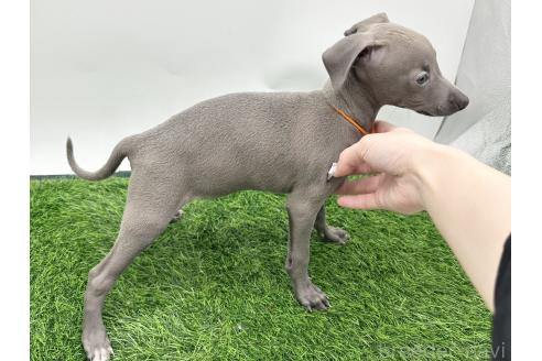 成約済の愛知県のイタリアングレーハウンド(イタグレ)-384958の4枚目