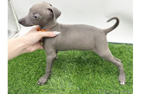 成約済の愛知県のイタリアングレーハウンド(イタグレ)-384958の3枚目