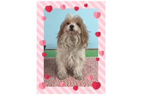 販売中の長野県のミックス犬-386762の3枚目
