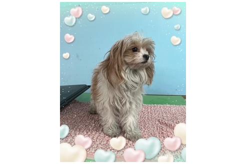 販売中の長野県のミックス犬-386762の2枚目