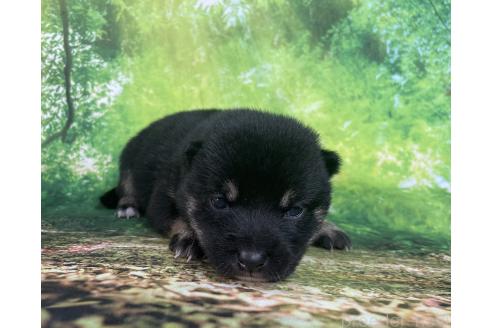 成約済の福岡県の豆柴-385560の4枚目