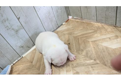 成約済の熊本県のフレンチブルドッグ-385753の2枚目