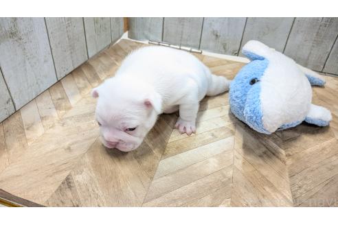 成約済の熊本県のフレンチブルドッグ-385752の24枚目